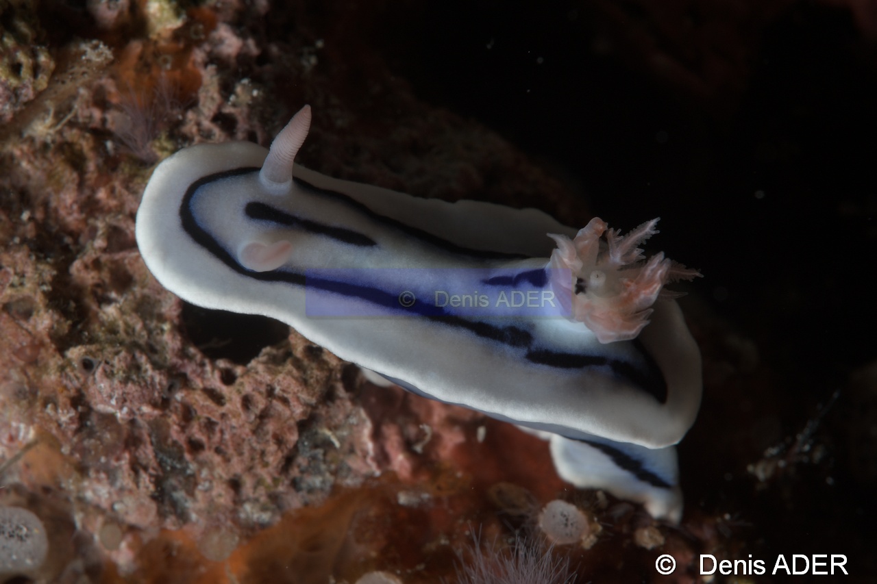 Chromodoris lochi-Wangi Wangi Island-6m-20180601-Denis-ADER-DSC_3120_tn.jpg